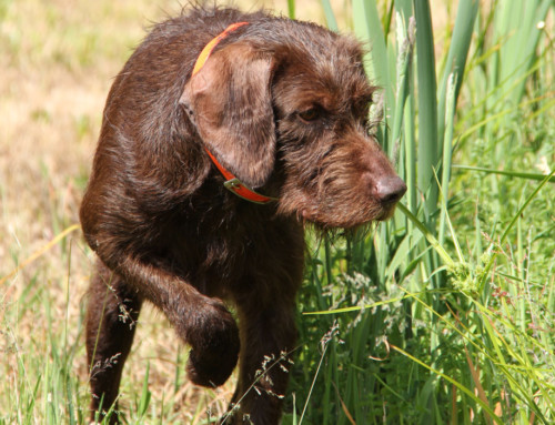 Introduction of a Pudelpointer: Gunner, a Versatile Hunting Dog